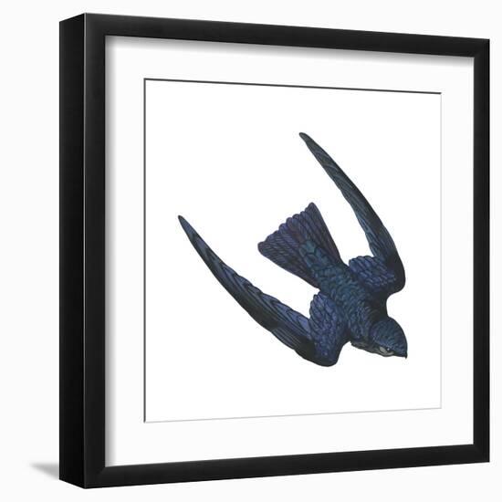 Swiftlet (Collocalia), Birds-Encyclopaedia Britannica-Framed Art Print