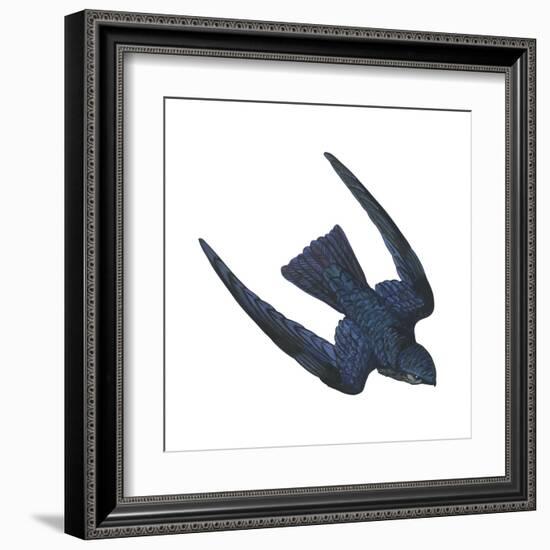 Swiftlet (Collocalia), Birds-Encyclopaedia Britannica-Framed Art Print