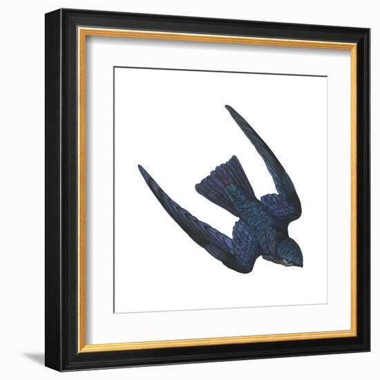 Swiftlet (Collocalia), Birds-Encyclopaedia Britannica-Framed Art Print