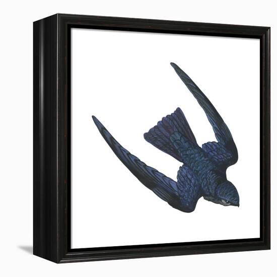 Swiftlet (Collocalia), Birds-Encyclopaedia Britannica-Framed Stretched Canvas