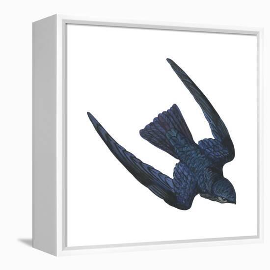 Swiftlet (Collocalia), Birds-Encyclopaedia Britannica-Framed Stretched Canvas