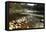 Swiftwater Covered Bridge, Bath, Newpshire-George Oze-Framed Premier Image Canvas