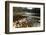 Swiftwater Covered Bridge, Bath, Newpshire-George Oze-Framed Photographic Print