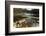 Swiftwater Covered Bridge, Bath, Newpshire-George Oze-Framed Photographic Print