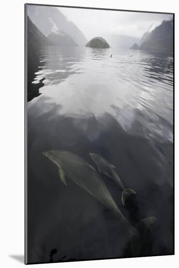 Swim Together-Nathan Secker-Mounted Giclee Print