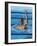 Swimmer Celebrating His Victory-null-Framed Photographic Print