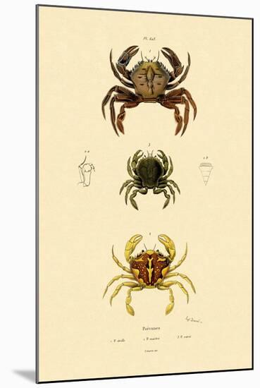 Swimming Crabs, 1833-39-null-Mounted Giclee Print