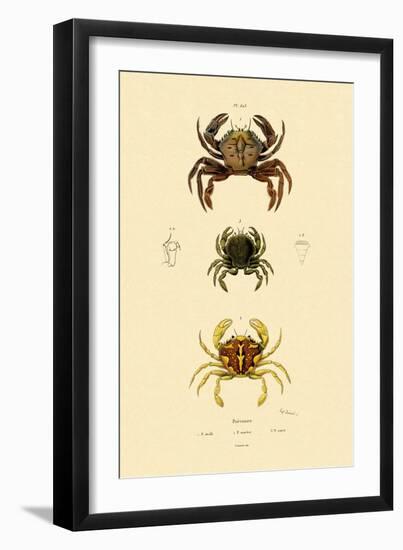 Swimming Crabs, 1833-39-null-Framed Giclee Print