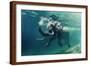 Swimming Elephant Underwater. African Elephant in Ocean with Mirrors and Ripples at Water Surface.-Willyam Bradberry-Framed Photographic Print