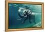 Swimming Elephant Underwater. African Elephant in Ocean with Mirrors and Ripples at Water Surface.-Willyam Bradberry-Framed Premier Image Canvas