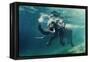 Swimming Elephant Underwater. African Elephant in Ocean with Mirrors and Ripples at Water Surface.-Willyam Bradberry-Framed Premier Image Canvas