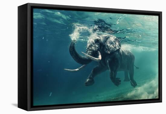 Swimming Elephant Underwater. African Elephant in Ocean with Mirrors and Ripples at Water Surface.-Willyam Bradberry-Framed Premier Image Canvas