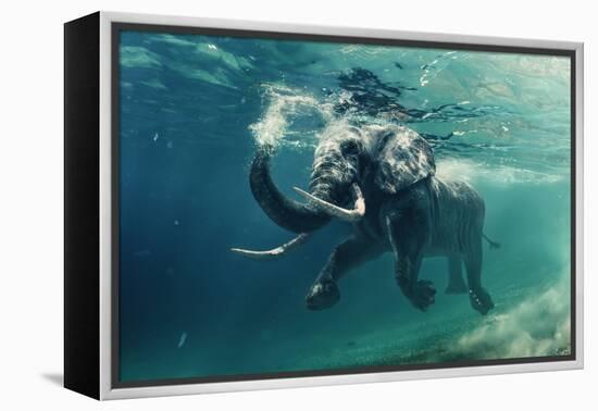 Swimming Elephant Underwater. African Elephant in Ocean with Mirrors and Ripples at Water Surface.-Willyam Bradberry-Framed Premier Image Canvas