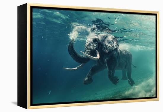 Swimming Elephant Underwater. African Elephant in Ocean with Mirrors and Ripples at Water Surface.-Willyam Bradberry-Framed Premier Image Canvas