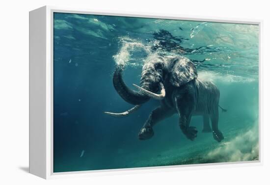 Swimming Elephant Underwater. African Elephant in Ocean with Mirrors and Ripples at Water Surface.-Willyam Bradberry-Framed Premier Image Canvas