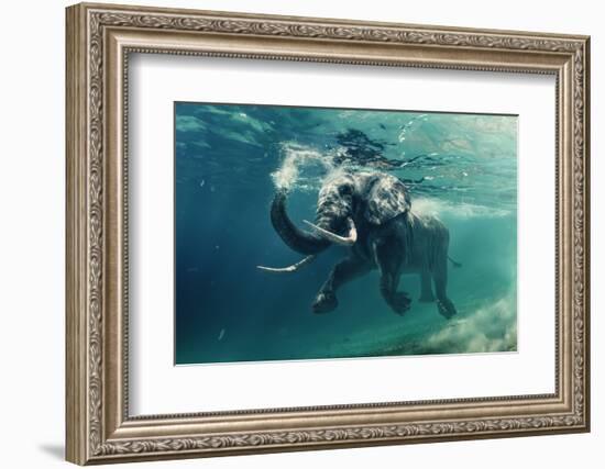 Swimming Elephant Underwater. African Elephant in Ocean with Mirrors and Ripples at Water Surface.-Willyam Bradberry-Framed Photographic Print