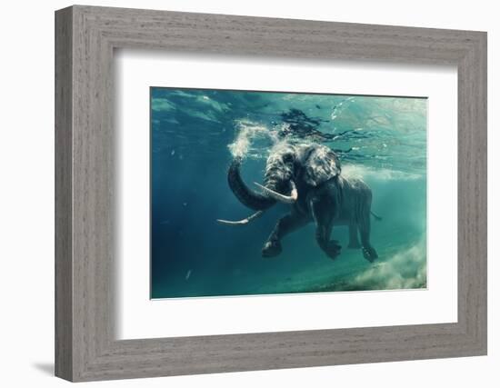 Swimming Elephant Underwater. African Elephant in Ocean with Mirrors and Ripples at Water Surface.-Willyam Bradberry-Framed Photographic Print