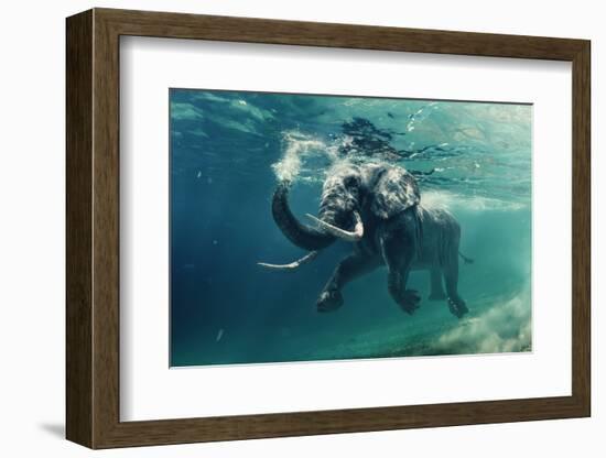 Swimming Elephant Underwater. African Elephant in Ocean with Mirrors and Ripples at Water Surface.-Willyam Bradberry-Framed Photographic Print