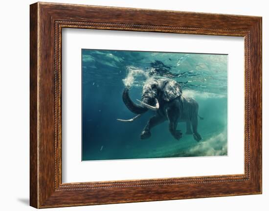 Swimming Elephant Underwater. African Elephant in Ocean with Mirrors and Ripples at Water Surface.-Willyam Bradberry-Framed Photographic Print