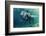 Swimming Elephant Underwater. African Elephant in Ocean with Mirrors and Ripples at Water Surface.-Willyam Bradberry-Framed Photographic Print