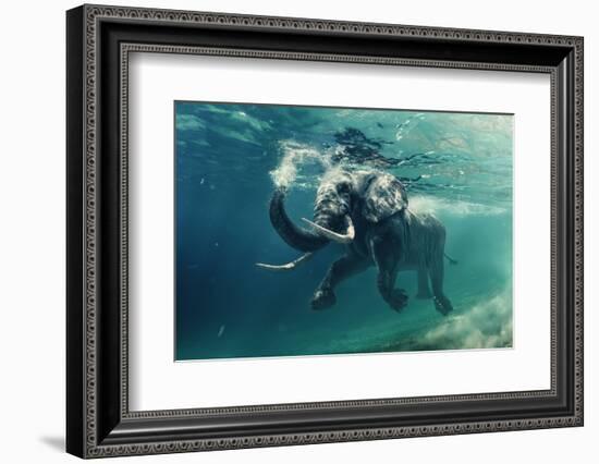 Swimming Elephant Underwater. African Elephant in Ocean with Mirrors and Ripples at Water Surface.-Willyam Bradberry-Framed Photographic Print