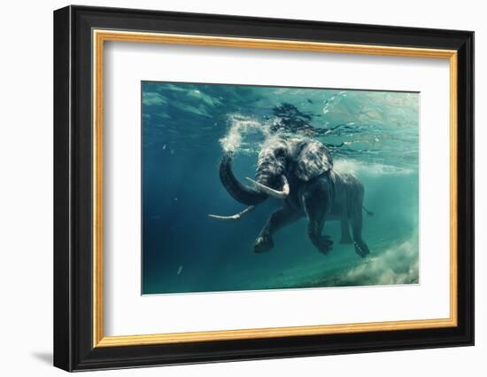 Swimming Elephant Underwater. African Elephant in Ocean with Mirrors and Ripples at Water Surface.-Willyam Bradberry-Framed Photographic Print