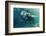 Swimming Elephant Underwater. African Elephant in Ocean with Mirrors and Ripples at Water Surface.-Willyam Bradberry-Framed Photographic Print