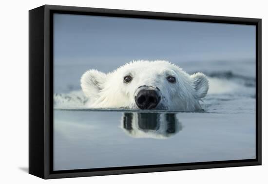 Swimming Polar Bear, Hudson Bay, Nunavut, Canada-Paul Souders-Framed Premier Image Canvas