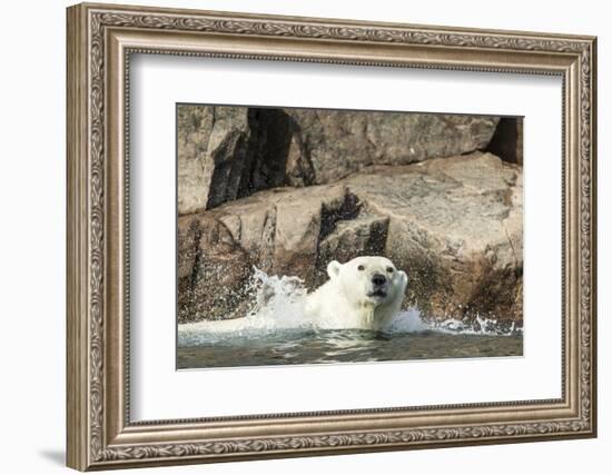 Swimming Polar Bear, Hudson Bay, Nunavut, Canada-Paul Souders-Framed Photographic Print