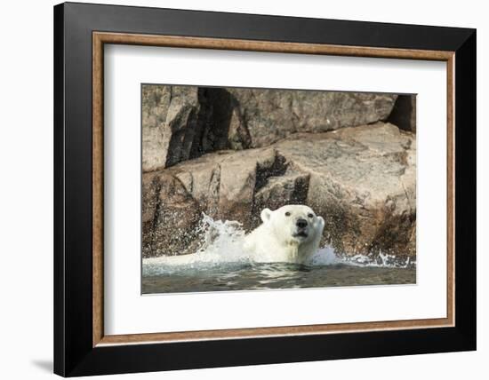 Swimming Polar Bear, Hudson Bay, Nunavut, Canada-Paul Souders-Framed Photographic Print