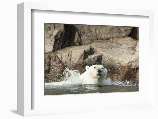 Swimming Polar Bear, Hudson Bay, Nunavut, Canada-Paul Souders-Framed Photographic Print