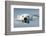 Swimming Polar Bear, Hudson Bay, Nunavut, Canada-Paul Souders-Framed Photographic Print