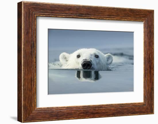 Swimming Polar Bear, Hudson Bay, Nunavut, Canada-Paul Souders-Framed Photographic Print