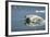 Swimming Polar Bear, Hudson Bay, Nunavut, Canada-Paul Souders-Framed Photographic Print