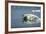 Swimming Polar Bear, Hudson Bay, Nunavut, Canada-Paul Souders-Framed Photographic Print