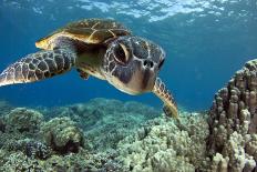 Hawaiian Green Sea Turtle-Swims with Fish-Photographic Print