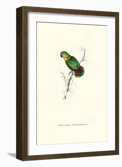 Swindern's Parakeet - Agapornis Swindernianus-Edward Lear-Framed Art Print