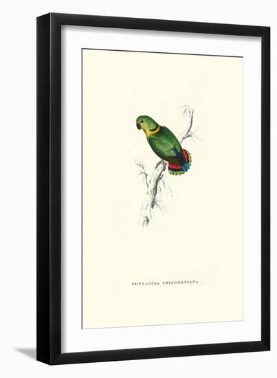 Swindern's Parakeet - Agapornis Swindernianus-Edward Lear-Framed Art Print