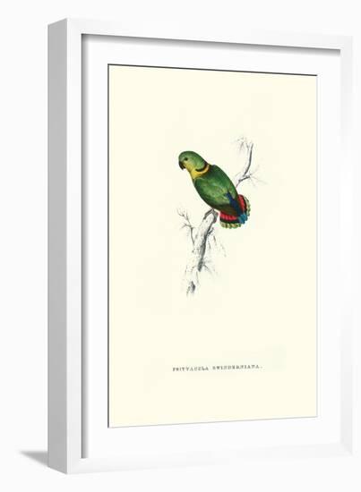 Swindern's Parakeet - Agapornis Swindernianus-Edward Lear-Framed Art Print