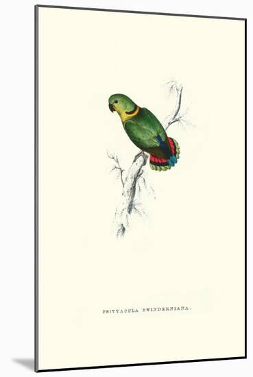 Swindern's Parakeet - Agapornis Swindernianus-Edward Lear-Mounted Art Print