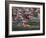 Swindon, Participants in a Triathalon Competition, Swindon, England, England-Paul Harris-Framed Photographic Print