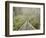 Swingbridge, Motu Falls, Motu, Gisborne, North Island, New Zealand, Pacific-Jochen Schlenker-Framed Photographic Print