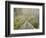 Swingbridge, Motu Falls, Motu, Gisborne, North Island, New Zealand, Pacific-Jochen Schlenker-Framed Photographic Print