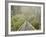 Swingbridge, Motu Falls, Motu, Gisborne, North Island, New Zealand, Pacific-Jochen Schlenker-Framed Photographic Print