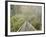 Swingbridge, Motu Falls, Motu, Gisborne, North Island, New Zealand, Pacific-Jochen Schlenker-Framed Photographic Print