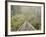 Swingbridge, Motu Falls, Motu, Gisborne, North Island, New Zealand, Pacific-Jochen Schlenker-Framed Photographic Print