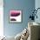 Swish of Magenta III-Piper Rhue-Framed Premium Giclee Print displayed on a wall