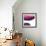 Swish of Magenta III-Piper Rhue-Framed Premium Giclee Print displayed on a wall