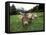 Swiss Brown Cows at Umbrail Pass, Switzerland-Gavriel Jecan-Framed Premier Image Canvas