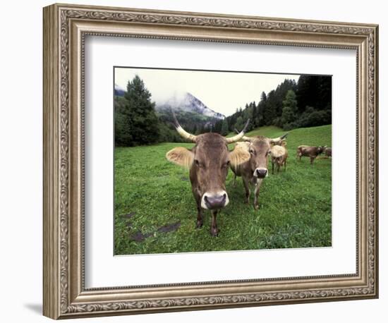 Swiss Brown Cows at Umbrail Pass, Switzerland-Gavriel Jecan-Framed Photographic Print